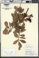 Conocarpus erectus image