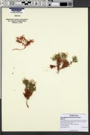 Phlox gladiformis image