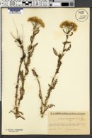 Achillea crithmifolia image