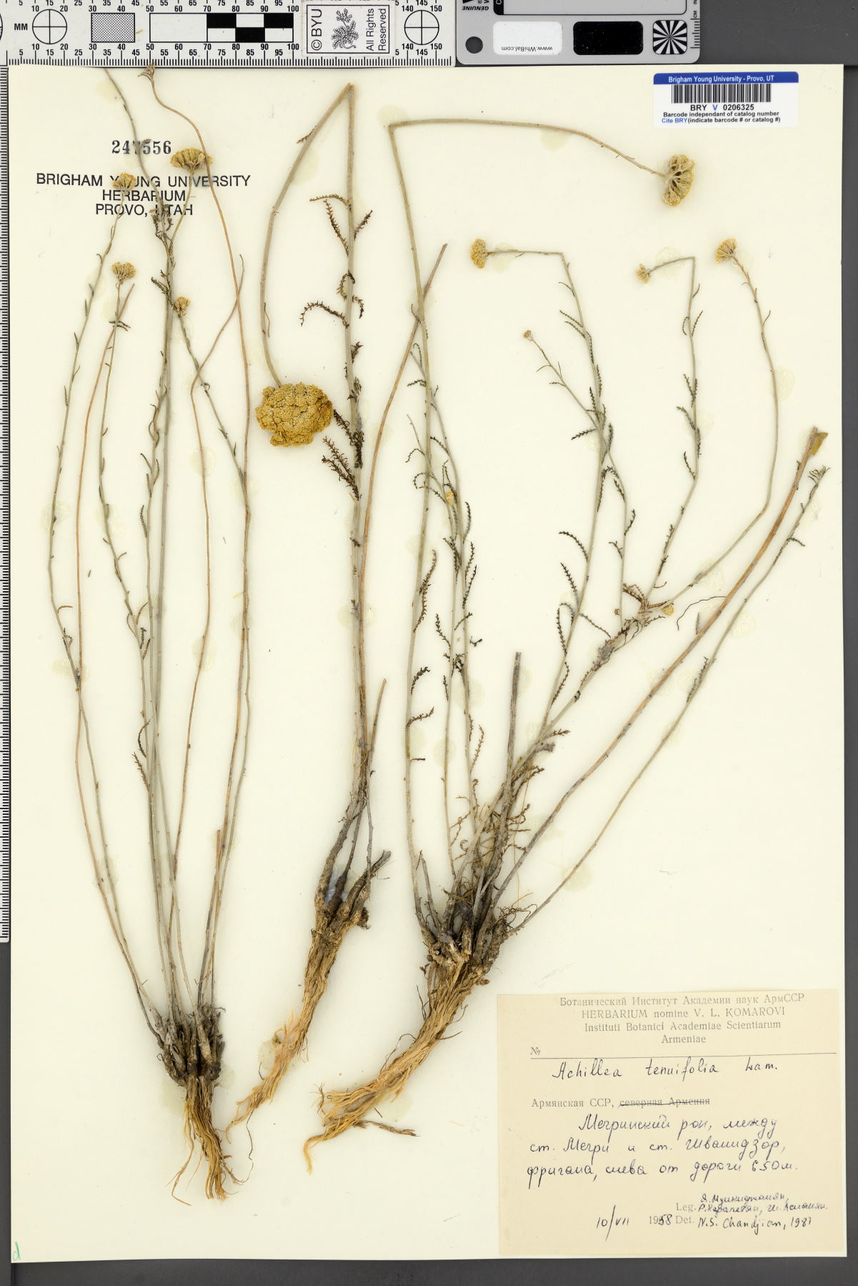 Achillea tenuifolia image