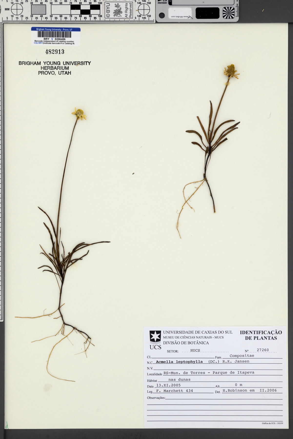 Acmella leptophylla image