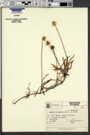 Image of Acmella leptophylla