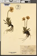 Actinea herbacea image