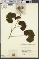 Adenostyles alpina subsp. alpina image