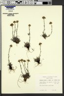 Antennaria friesiana subsp. friesiana image