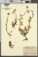 Anthemis cretica subsp. carpatica image
