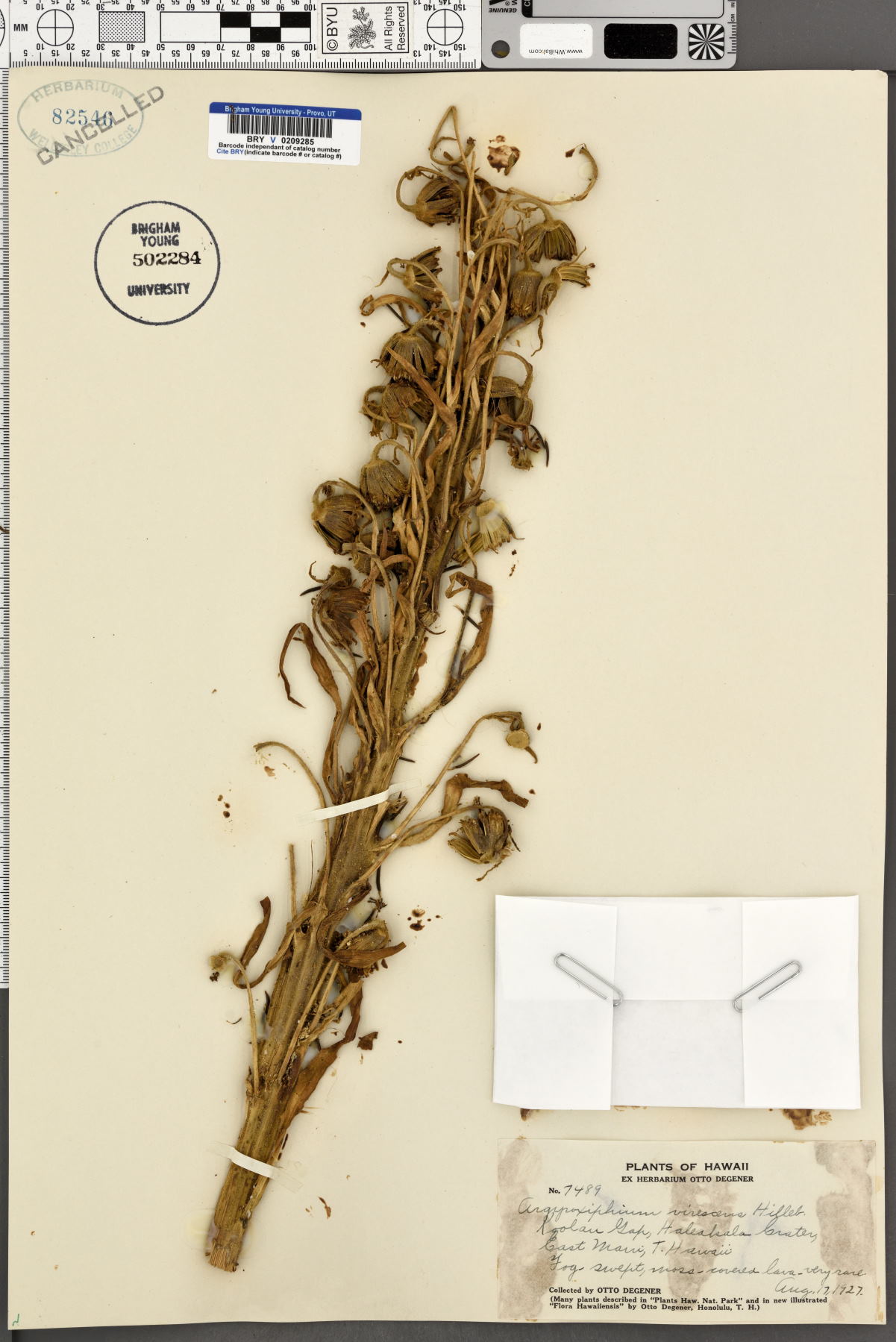 Argyroxiphium virescens image
