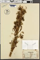 Image of Argyroxiphium virescens