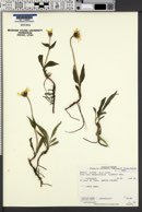 Arnica alpina subsp. angustifolia image