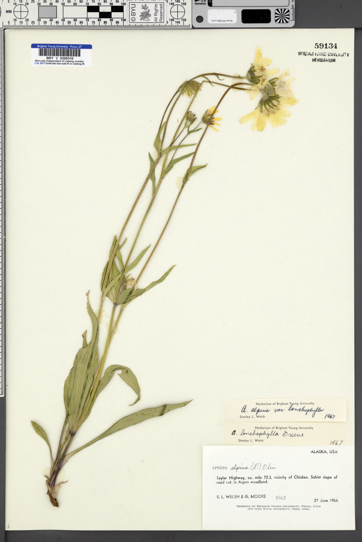 Arnica alpina var. lonchophylla image