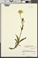 Arnica alpina subsp. attenuata image