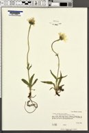 Arnica alpina var. angustifolia image