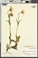 Arnica alpina subsp. attenuata image
