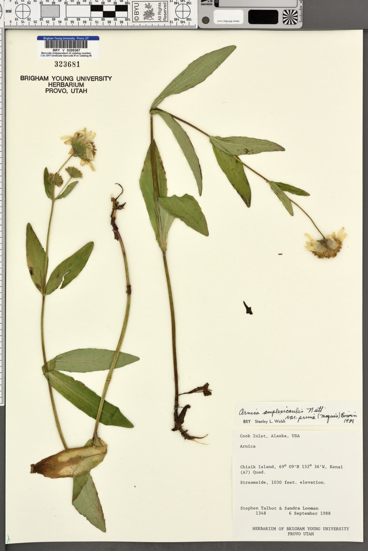 Arnica amplexicaulis var. prima image