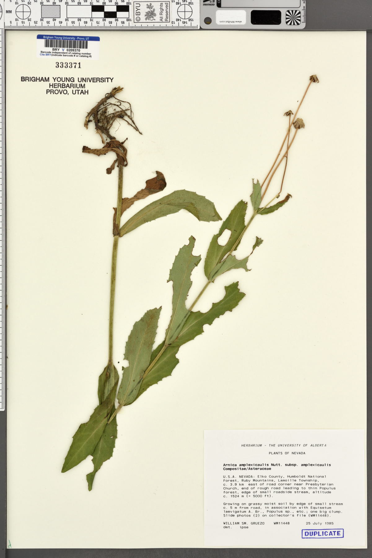 Arnica amplexicaulis subsp. amplexicaulis image