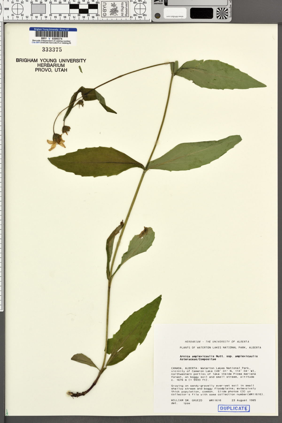 Arnica amplexicaulis subsp. amplexicaulis image