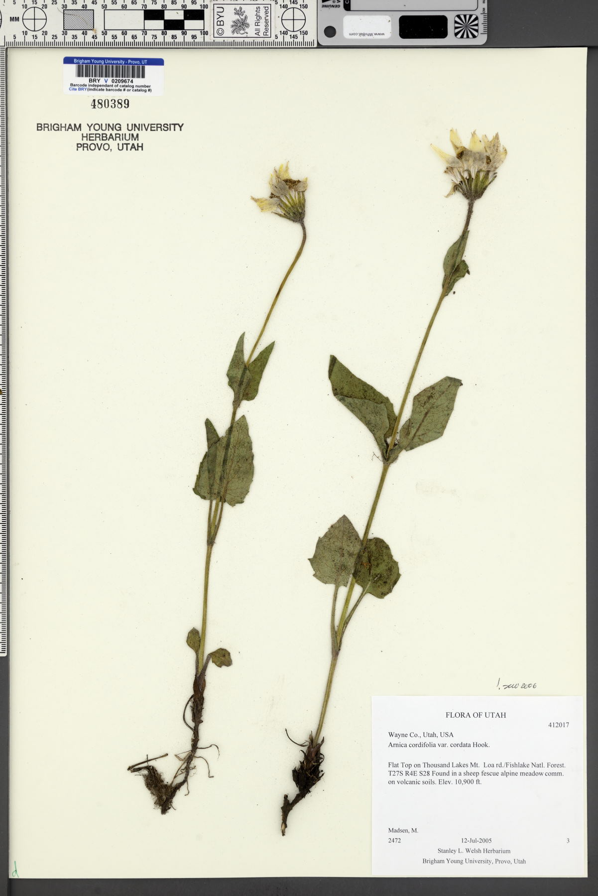 Arnica cordifolia var. cordifolia image
