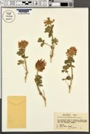 Trifolium macrocephalum image