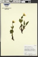 Arnica diversifolia image