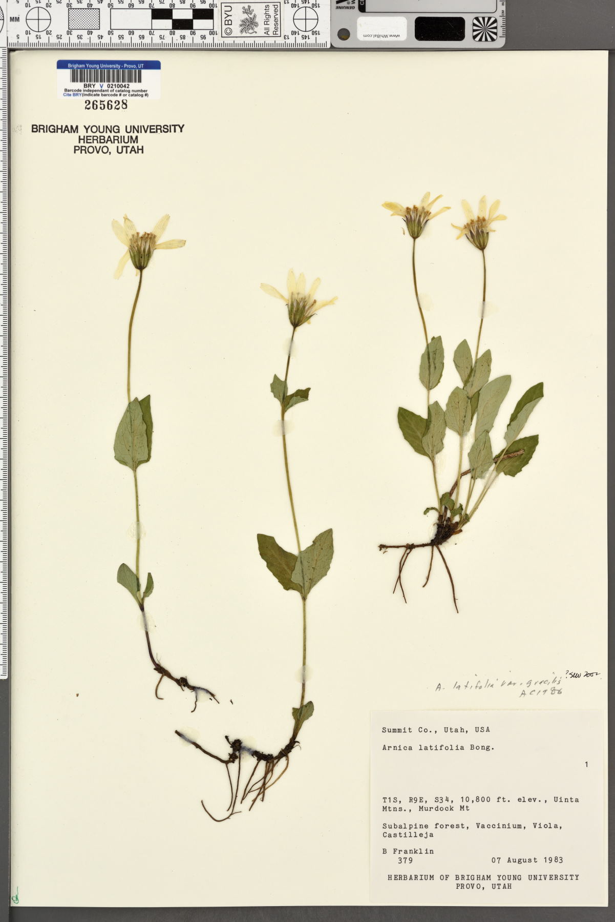 Arnica latifolia var. gracilis image