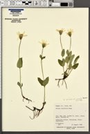 Arnica latifolia var. gracilis image