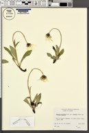 Arnica louiseana subsp. frigida image