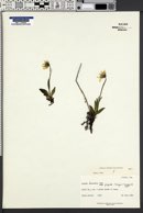 Arnica louiseana subsp. frigida image