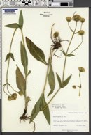 Arnica parryi image