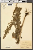 Artemisia absinthium image