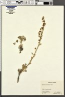 Image of Artemisia kruhsiana
