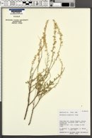 Artemisia bigelovii image