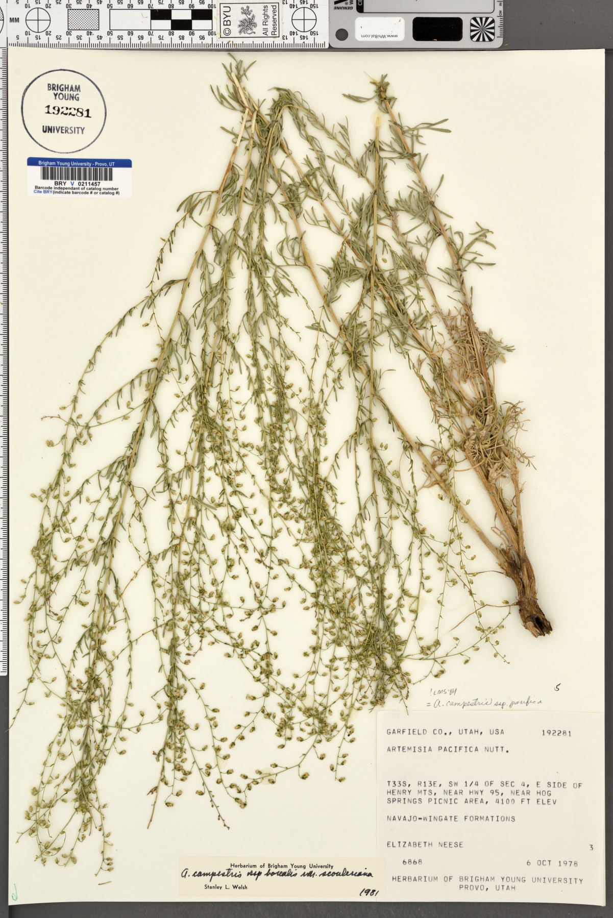 Artemisia campestris var. petiolata image