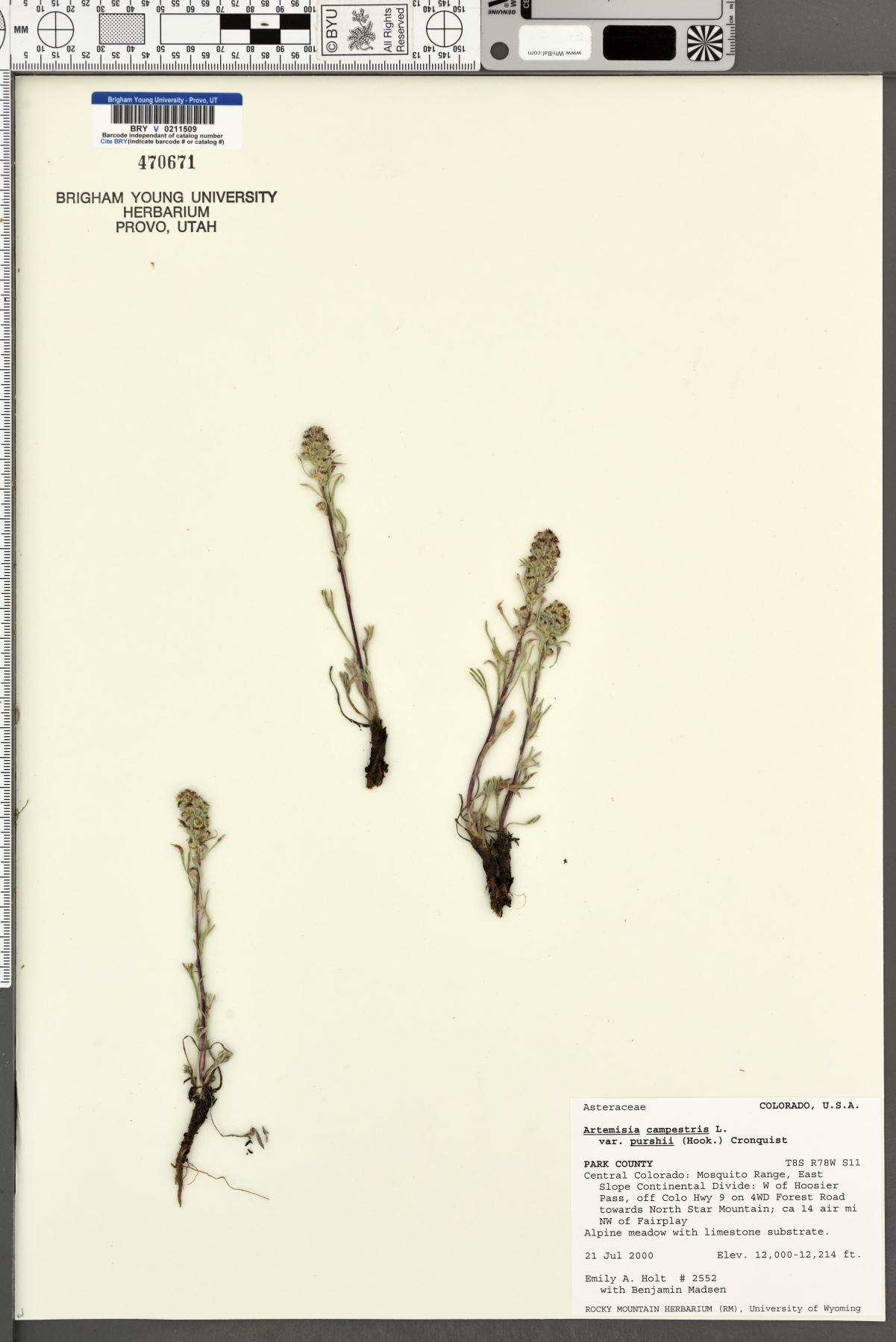 Artemisia campestris var. purshii image