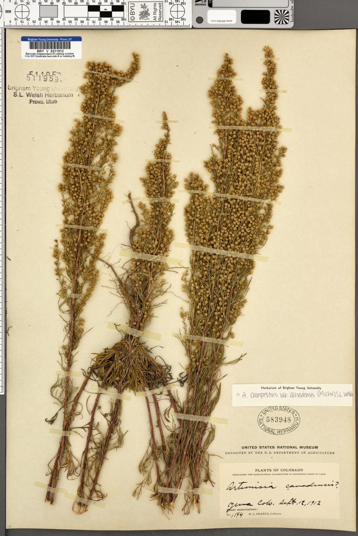 Artemisia campestris var. canadensis image