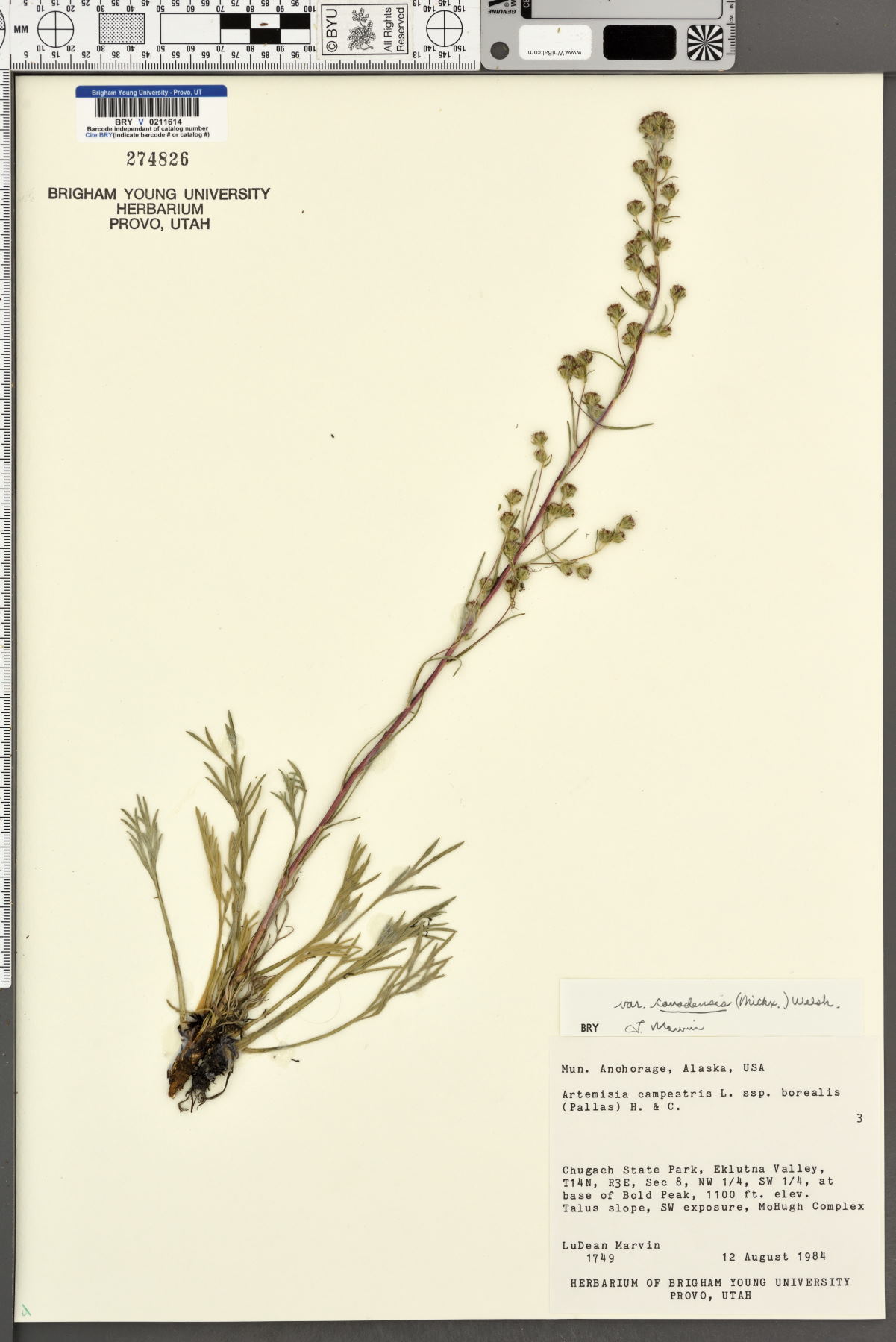 Artemisia campestris var. canadensis image