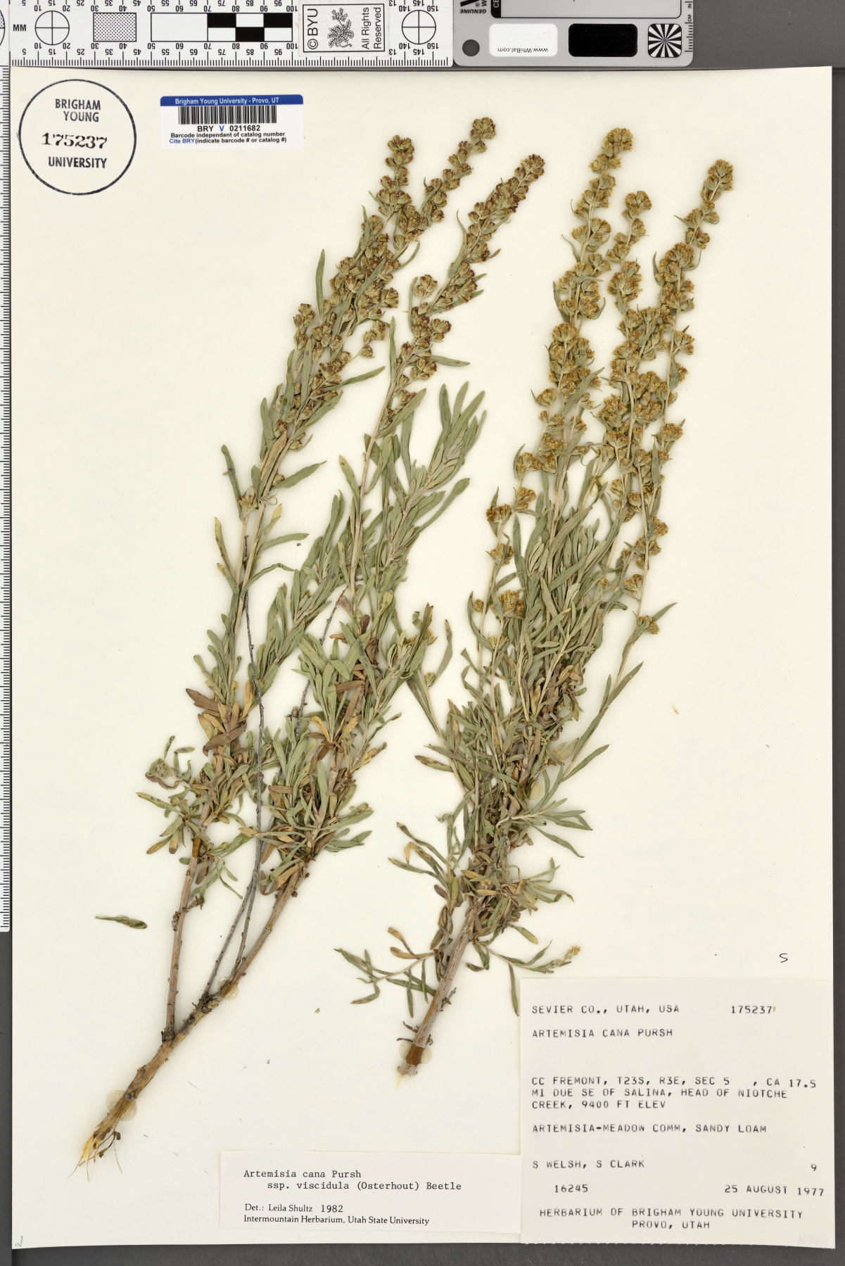 Artemisia cana subsp. viscidula image
