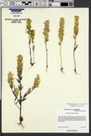 Castilleja rubicundula var. lithospermoides image