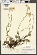Antennaria alborosea image