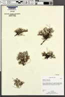 Antennaria rosulata image