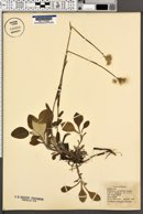 Antennaria occidentalis image