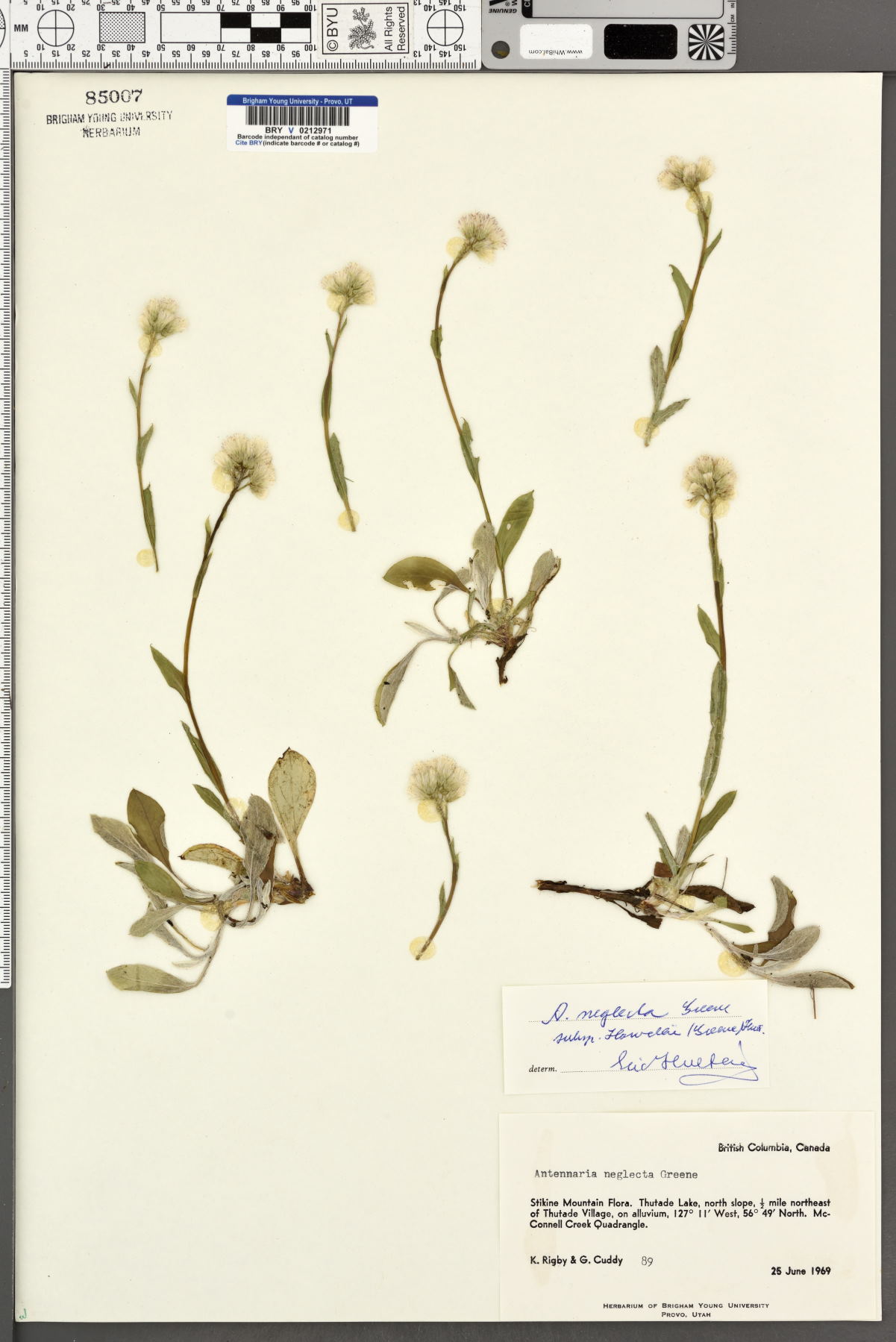 Antennaria neglecta subsp. howellii image