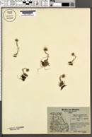 Image of Antennaria angustata