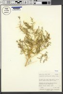 Sarcobatus vermiculatus image