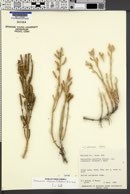 Sarcocornia utahensis image