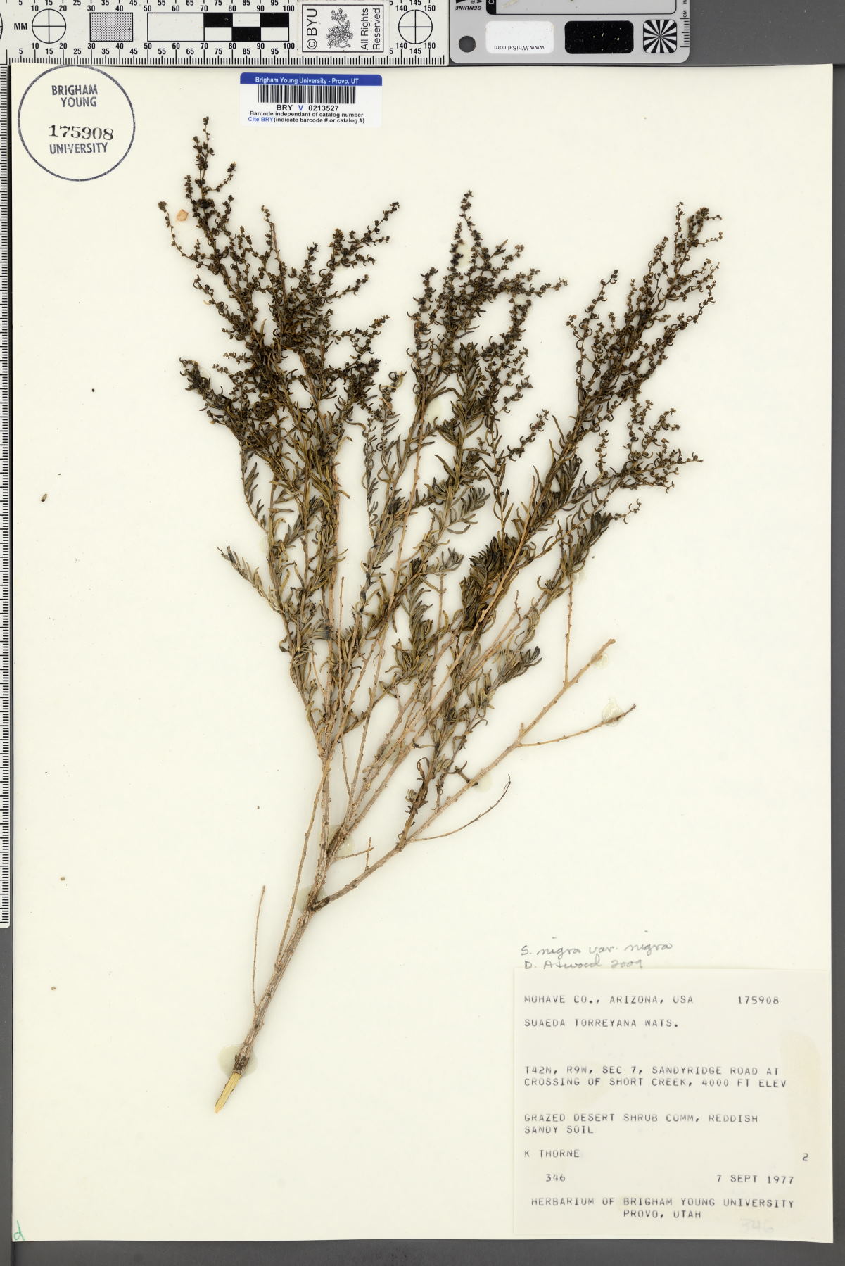 Suaeda nigra var. nigra image