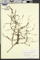 Suaeda nigra var. ramosissima image