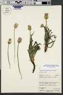 Agoseris parviflora image