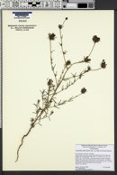 Cordylanthus rigidus subsp. setigerus image