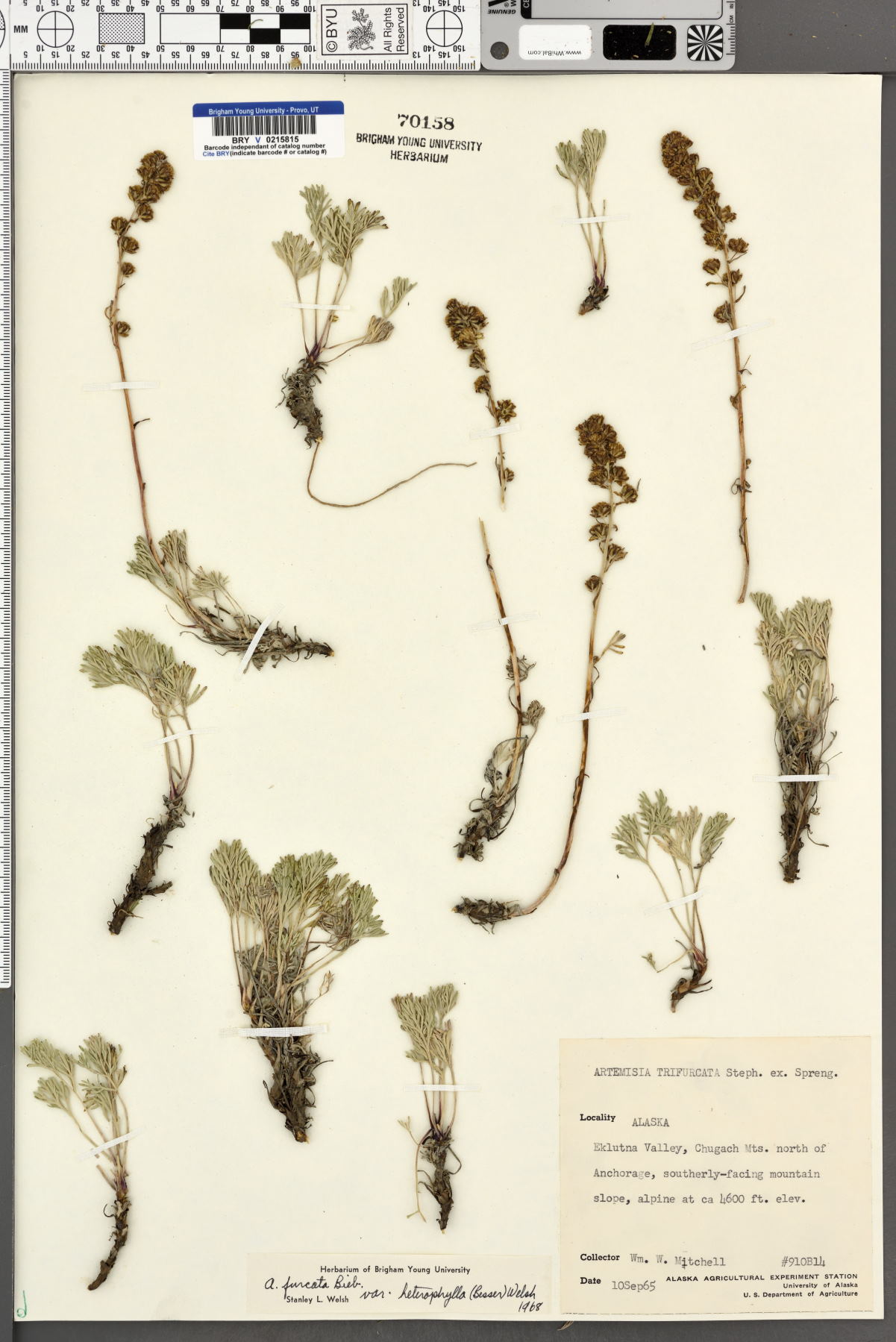 Artemisia furcata var. heterophylla image