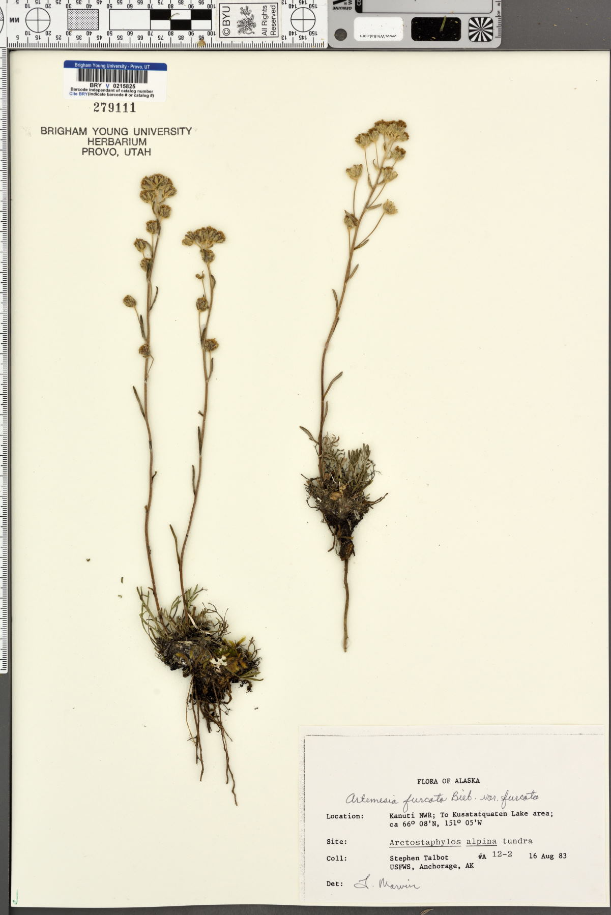 Artemisia furcata var. furcata image